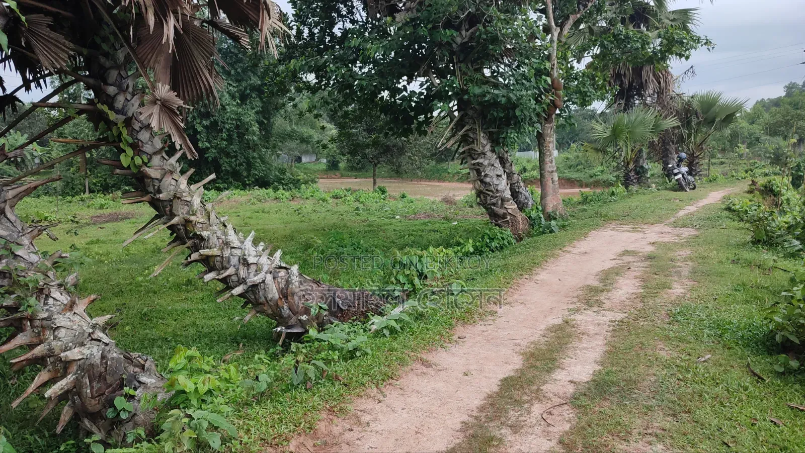 35 Satak Land for Sale at 85 Thousand Taka per Satak