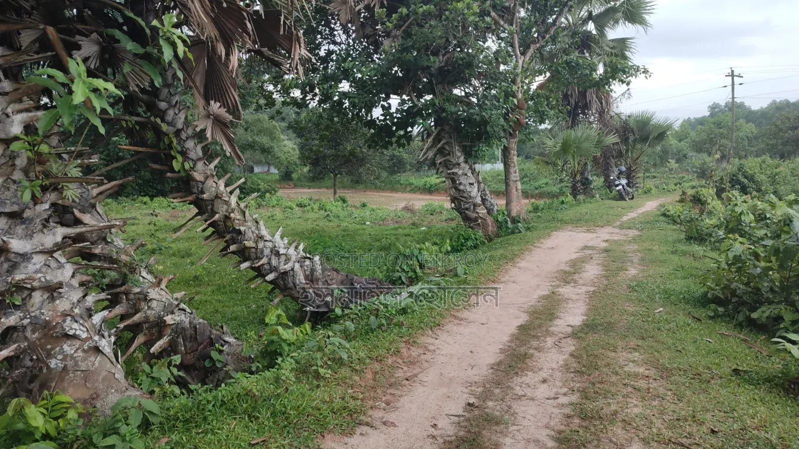 35 Satak Land for Sale at 85 Thousand Taka per Satak