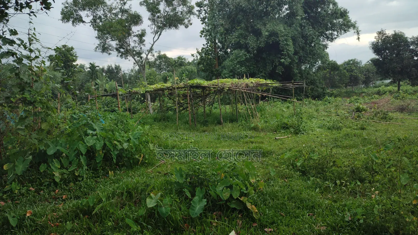 35 Satak Land for Sale at 85 Thousand Taka per Satak