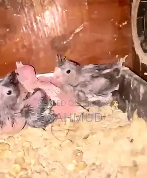 ককাটেল ব্রিডিং মেল উইথ প্রুফ