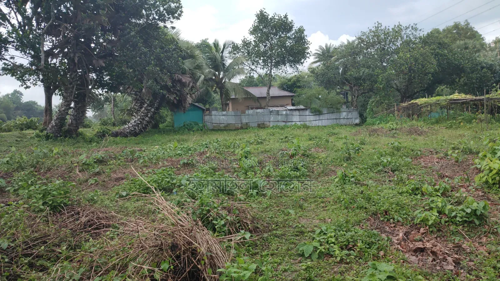 35 Satak Land for Sale at 85 Thousand Taka per Satak