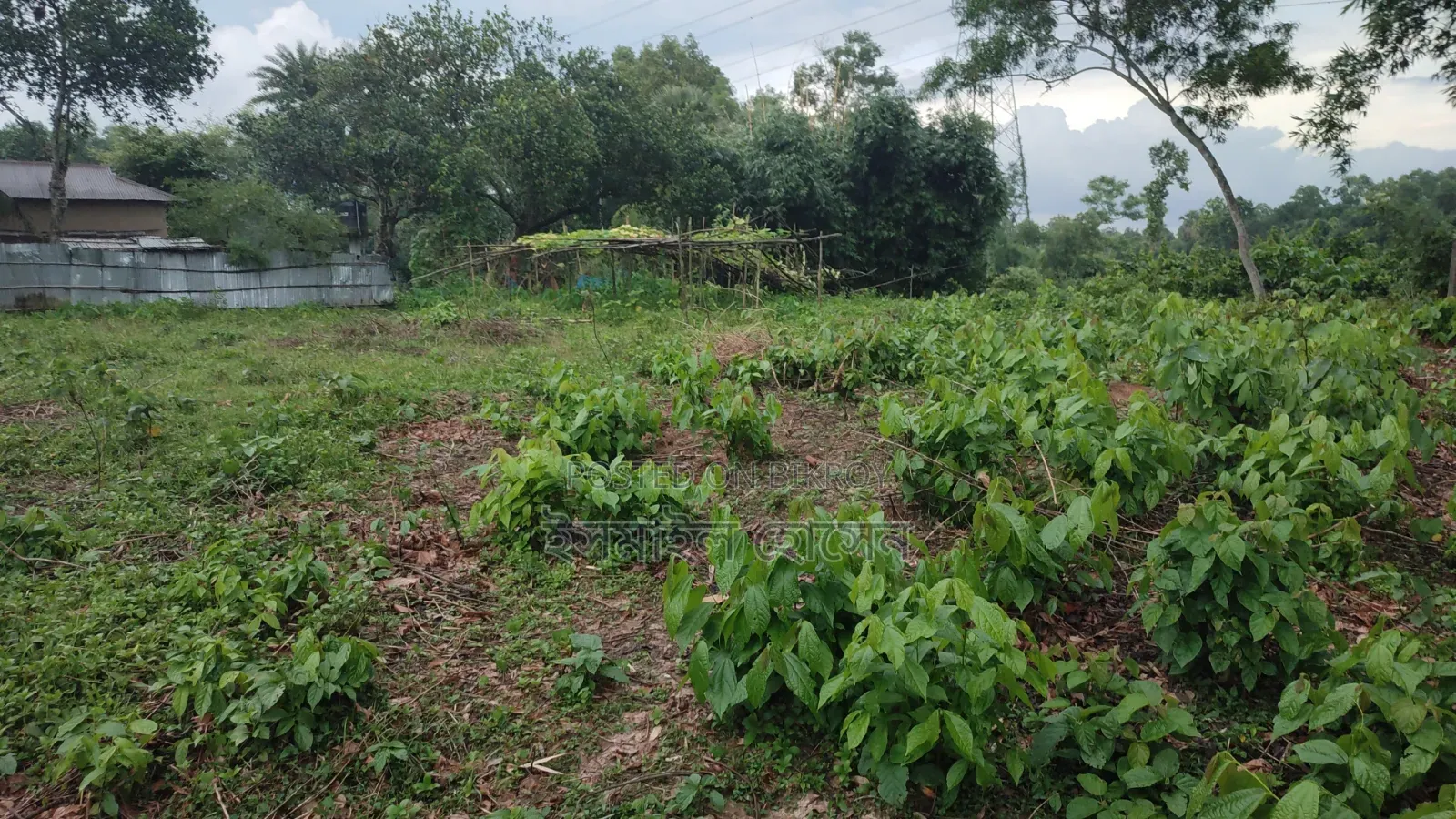35 Satak Land for Sale at 85 Thousand Taka per Satak