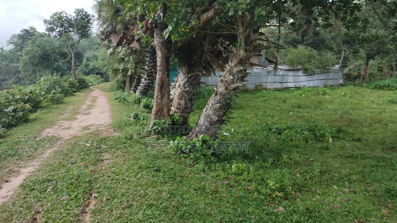 35 Satak Land for Sale at 85 Thousand Taka per Satak