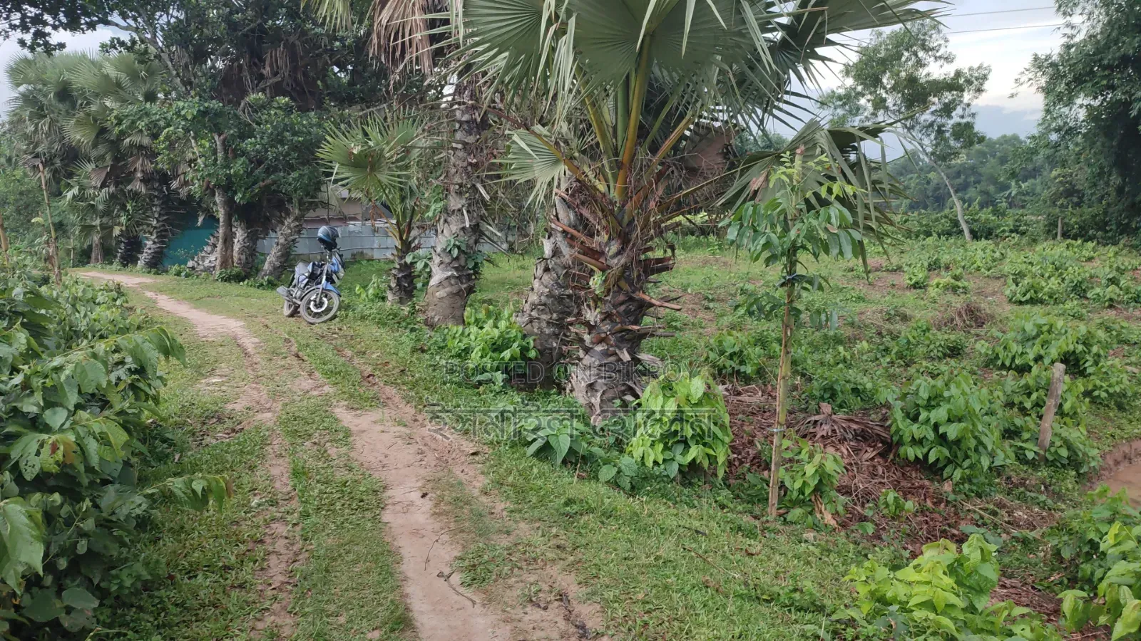 35 Satak Land for Sale at 85 Thousand Taka per Satak