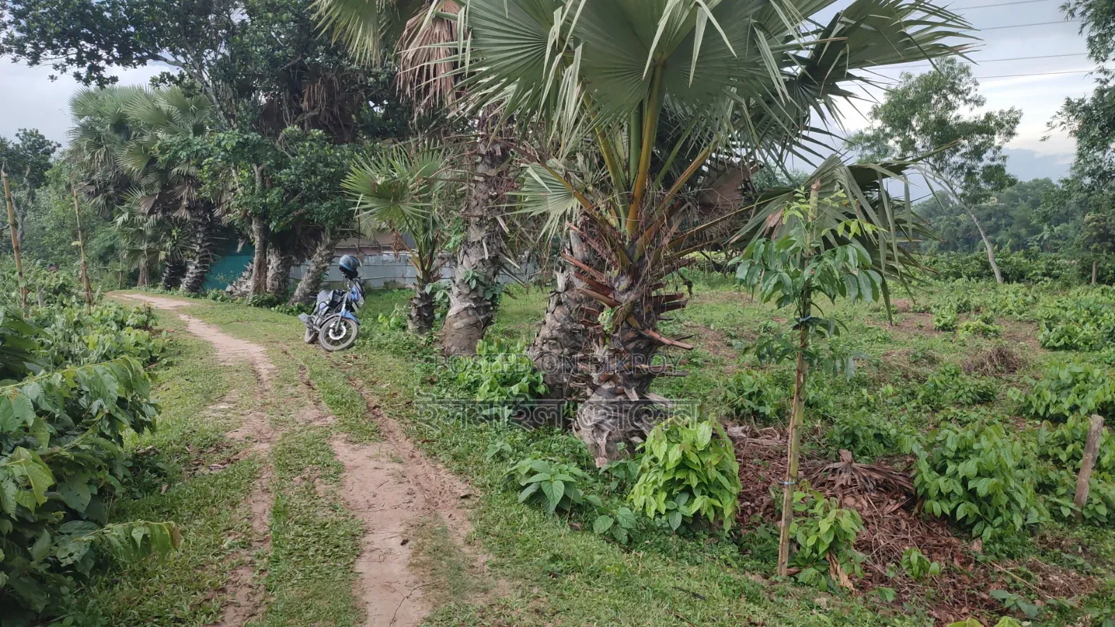 35 Satak Land for Sale at 85 Thousand Taka per Satak