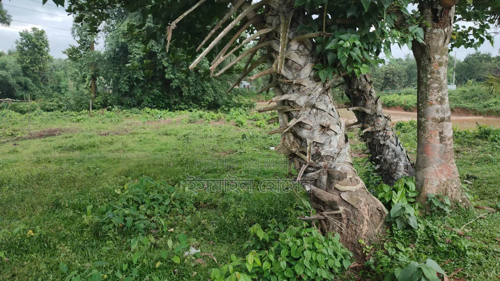 35 Satak Land for Sale at 85 Thousand Taka per Satak
