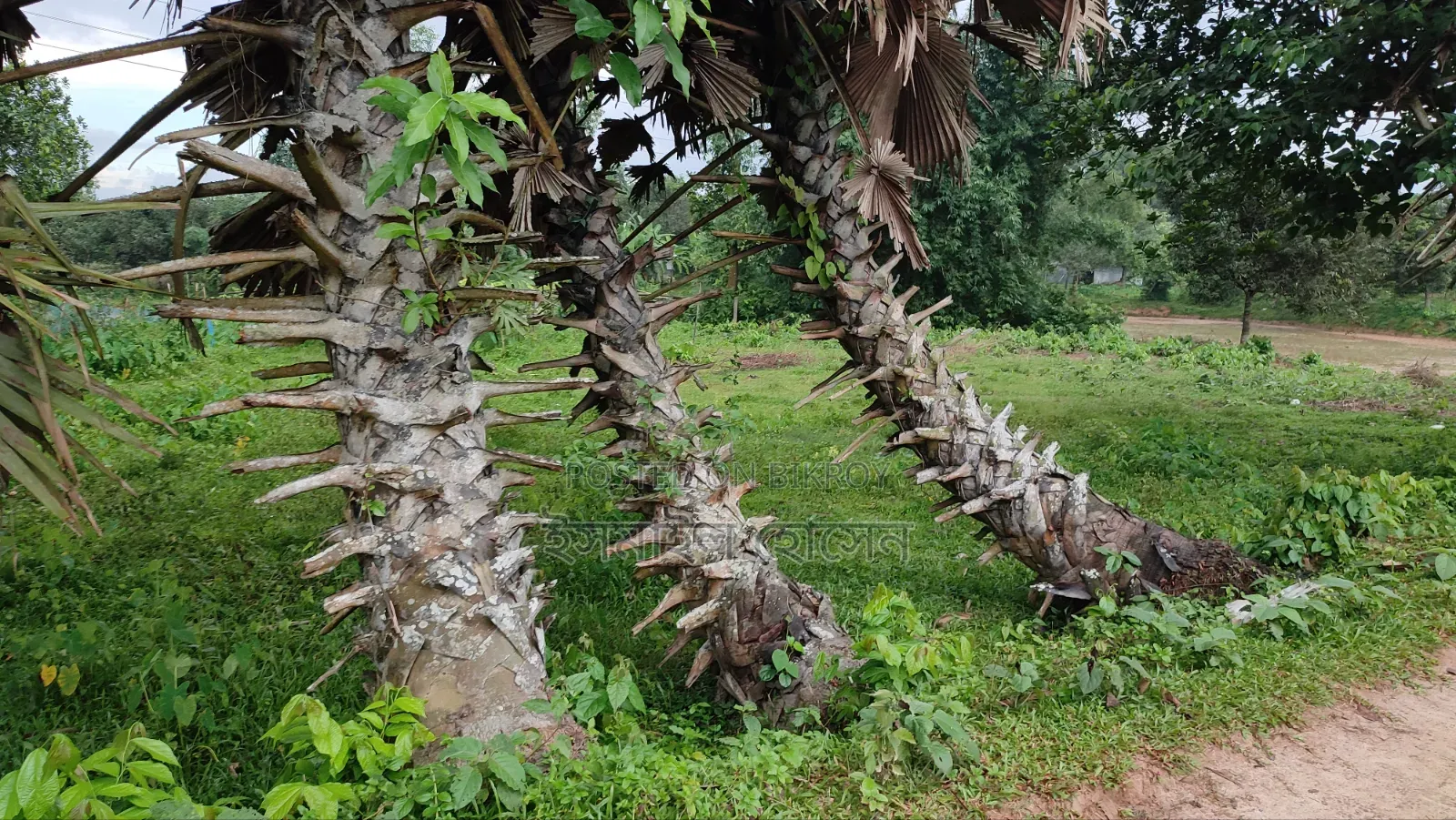 35 Satak Land for Sale at 85 Thousand Taka per Satak