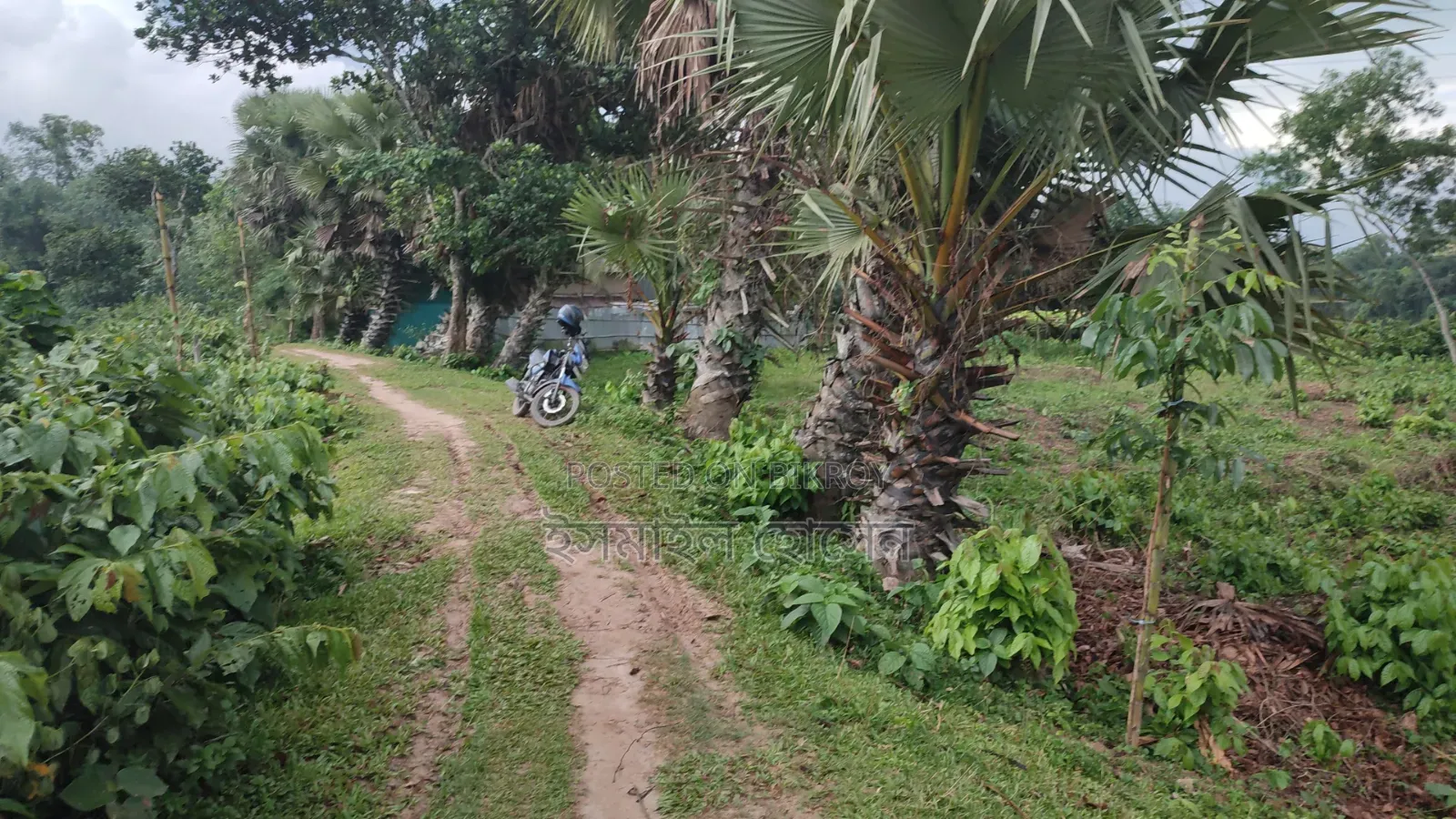 35 Satak Land for Sale at 85 Thousand Taka per Satak