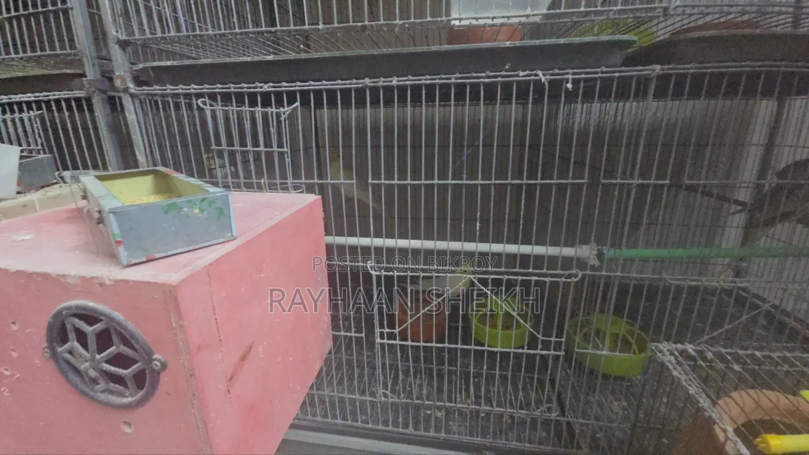 ককাটেল পাখি ও পাখির খাঁচা