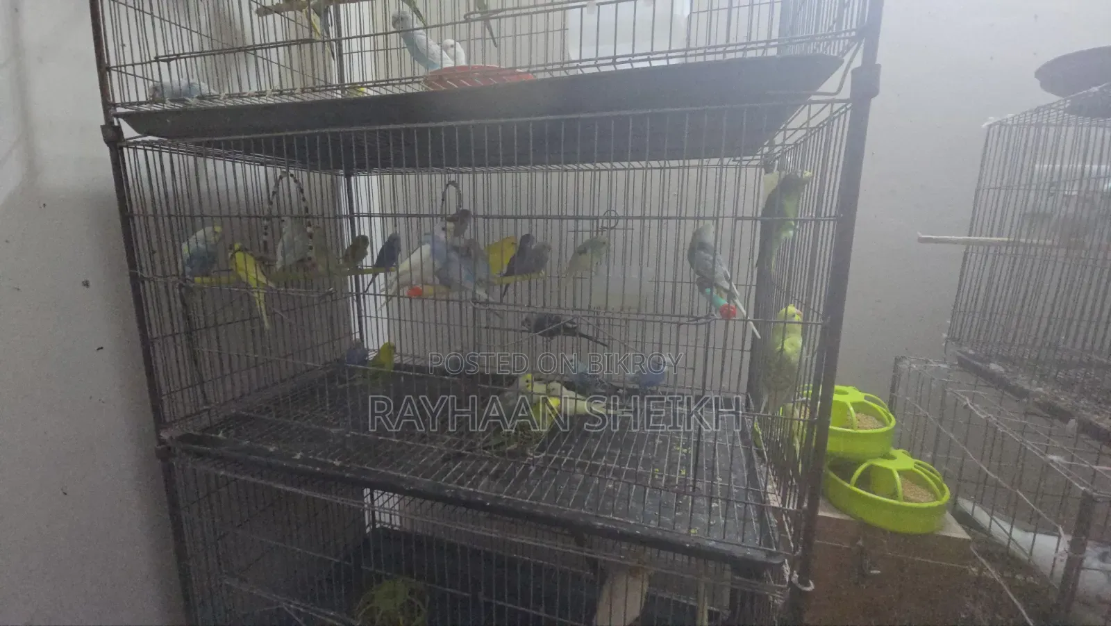 ককাটেল পাখি ও পাখির খাঁচা