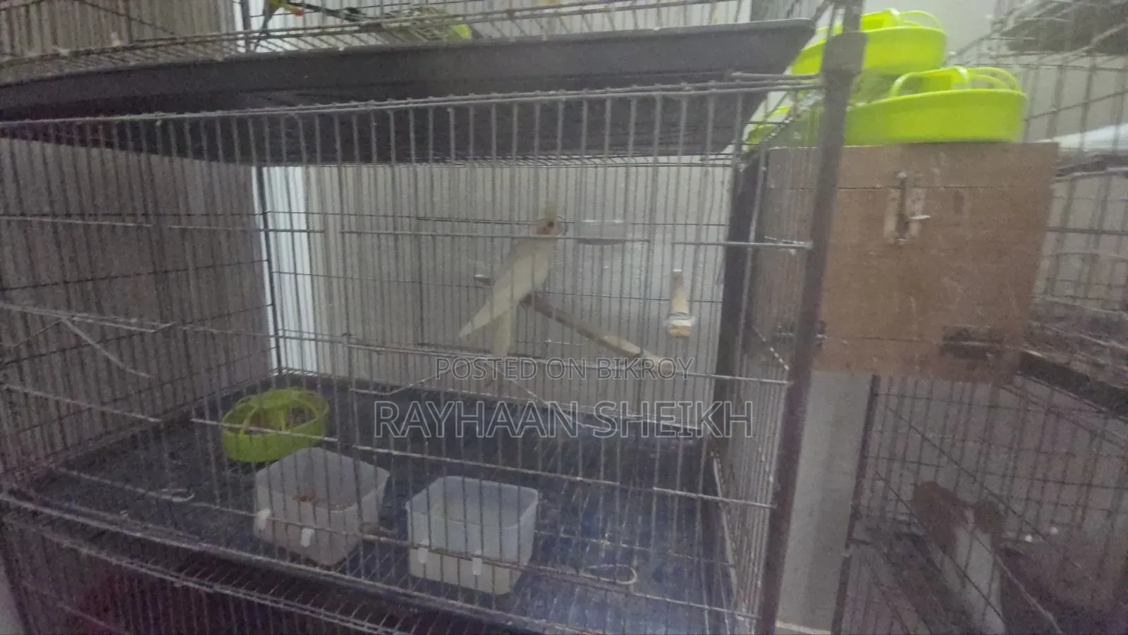 ককাটেল পাখি ও পাখির খাঁচা
