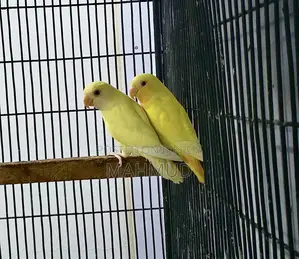ক্রিমিনো লুটিনো ৪ মাসের জোড়া