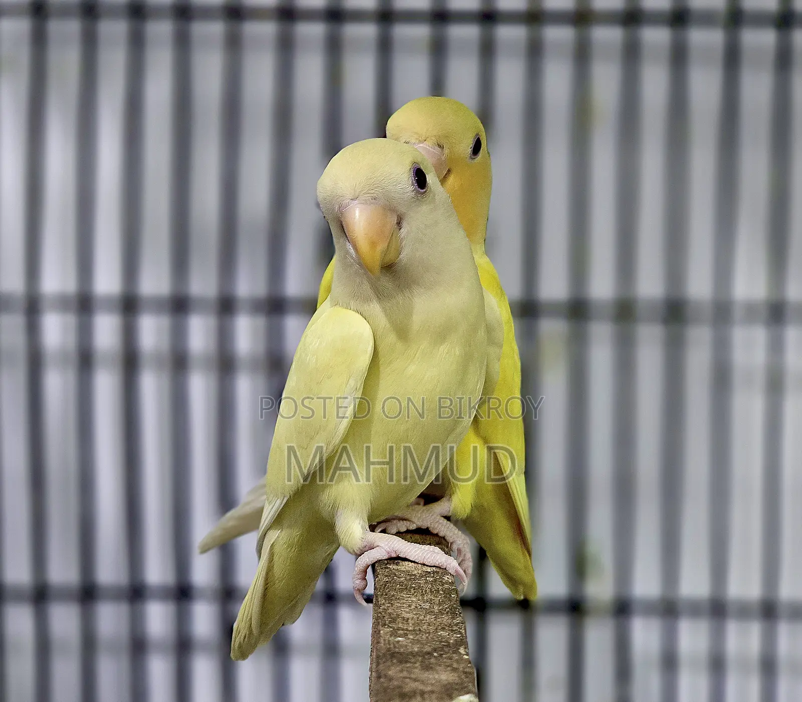 ক্রিমিনো লুটিনো ৪ মাসের জোড়া