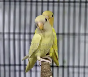 ক্রিমিনো লুটিনো ৪ মাসের জোড়া