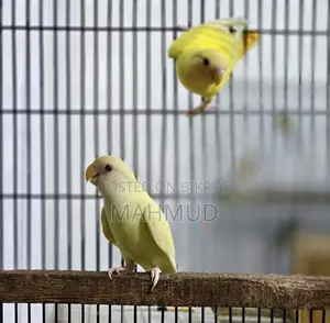 ক্রিমিনো লুটিনো ৪ মাসের জোড়া