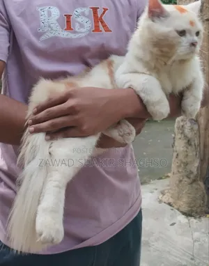 6-12 months Male Mixed Breed Persian