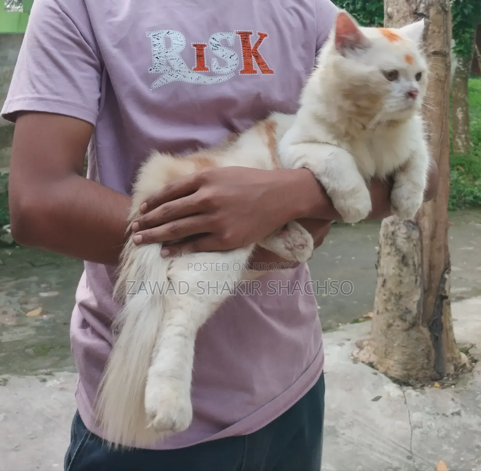 6-12 months Male Mixed Breed Persian
