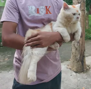 6-12 months Male Mixed Breed Persian