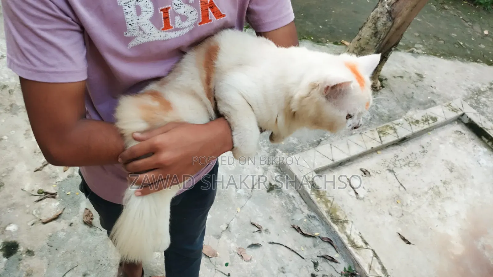 6-12 months Male Mixed Breed Persian