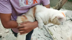 6-12 months Male Mixed Breed Persian