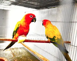 Sun Conure Breeding Pair Red Dominant.
