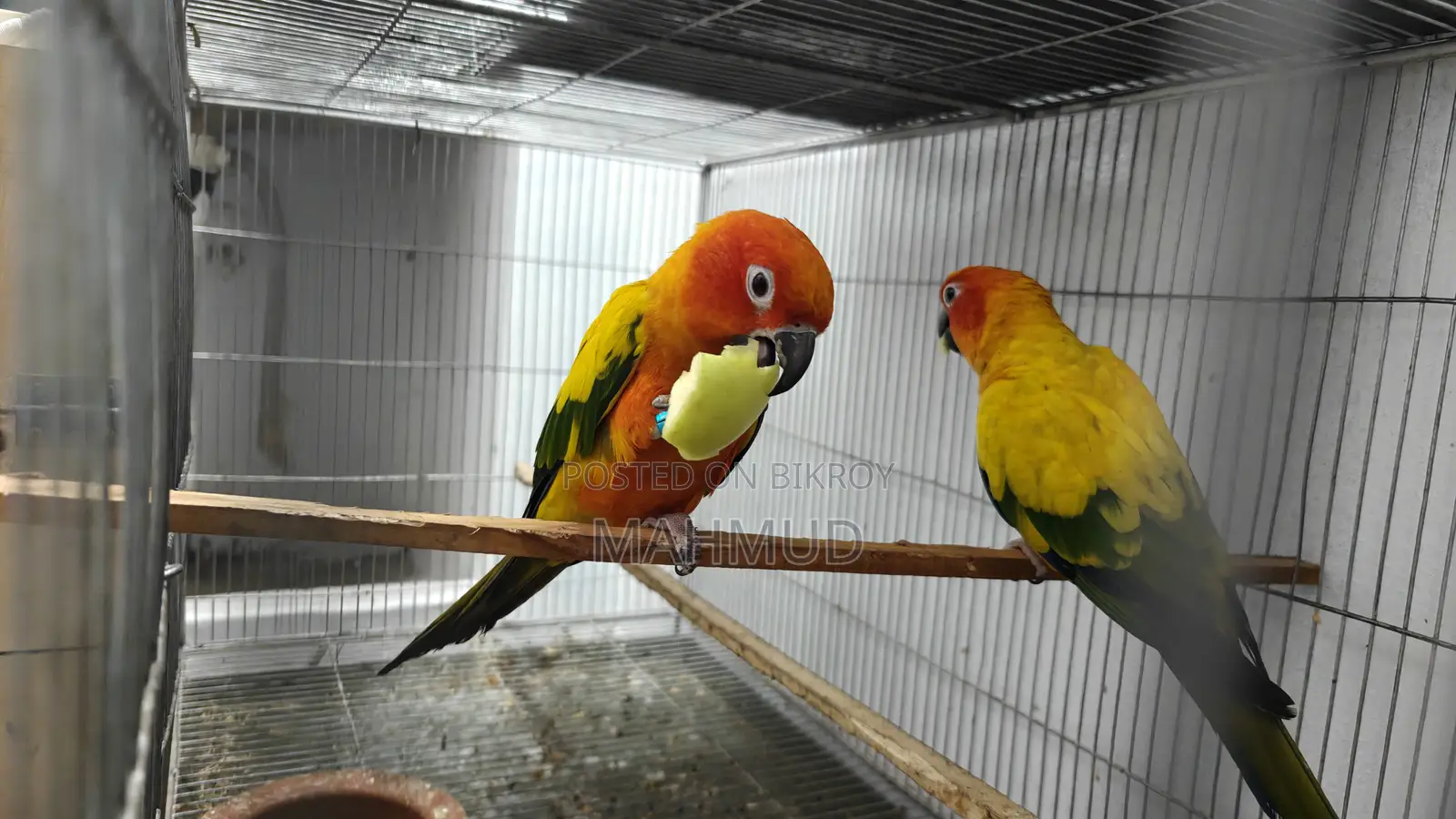 Sun Conure Breeding Pair Red Dominant.