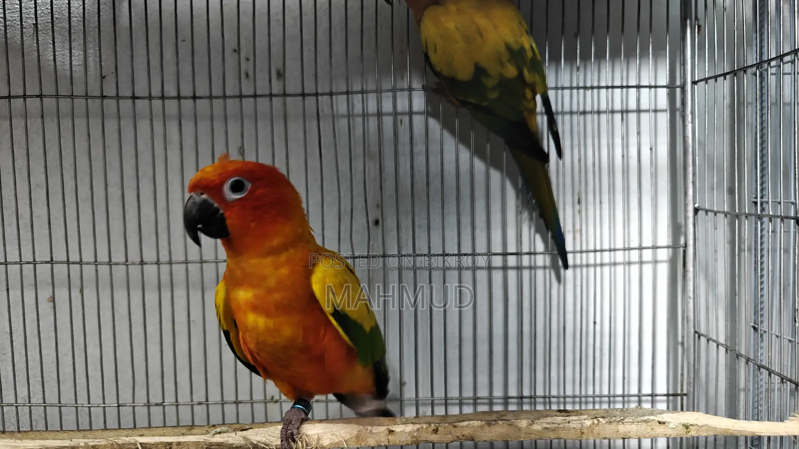 Sun Conure Breeding Pair Red Dominant.