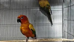 Sun Conure Breeding Pair Red Dominant.
