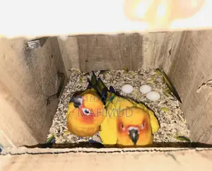 Sun Conure Breeding Pair Red Dominant.