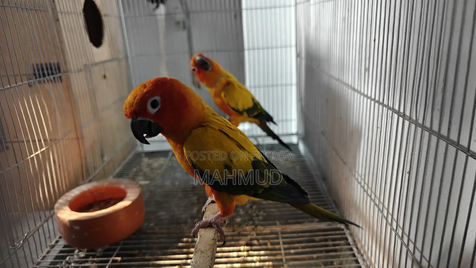 Sun Conure Breeding Pair Red Dominant.