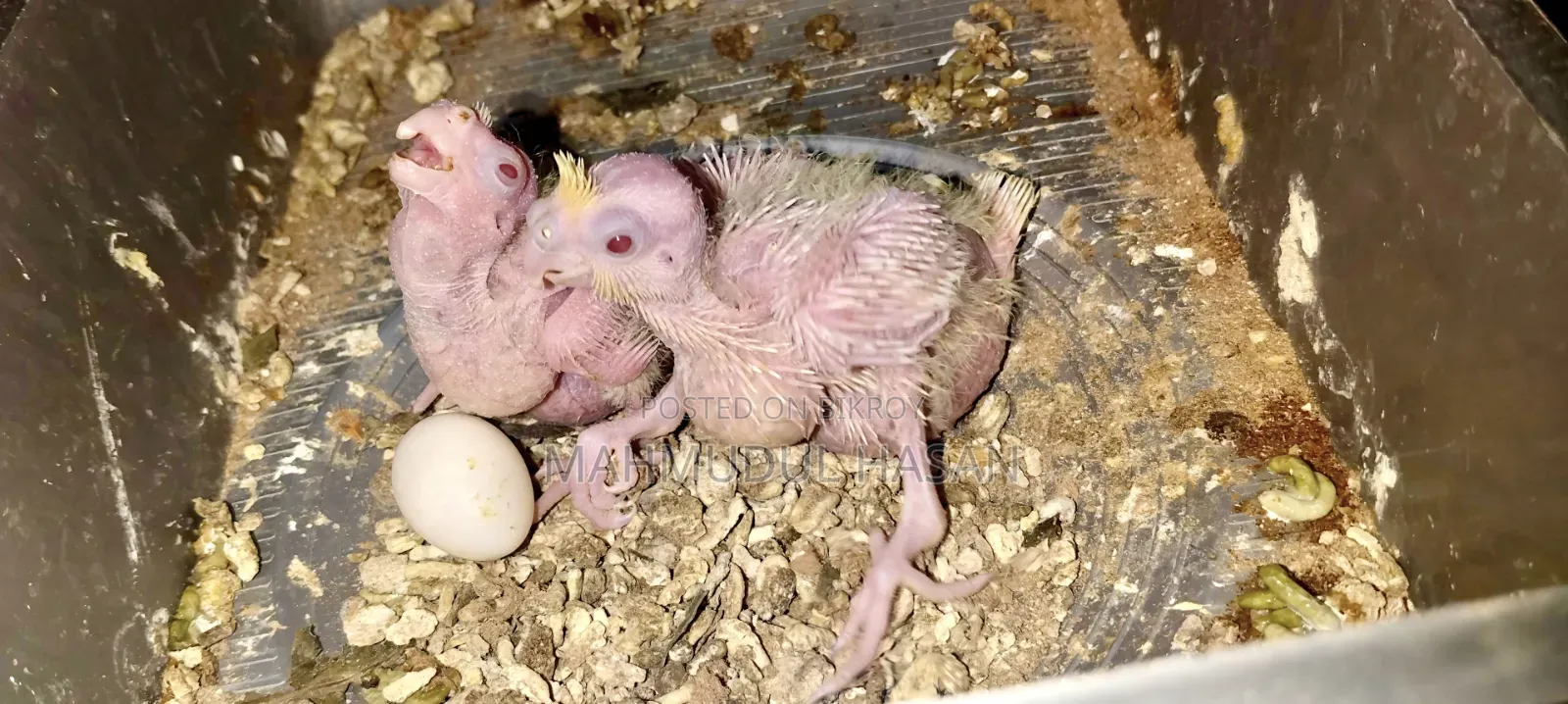 Lutino Red Eye Heavy Pearl Tame Size Hand Feeding Baby for Sale