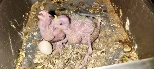 Lutino Red Eye Heavy Pearl Tame Size Hand Feeding Baby for Sale