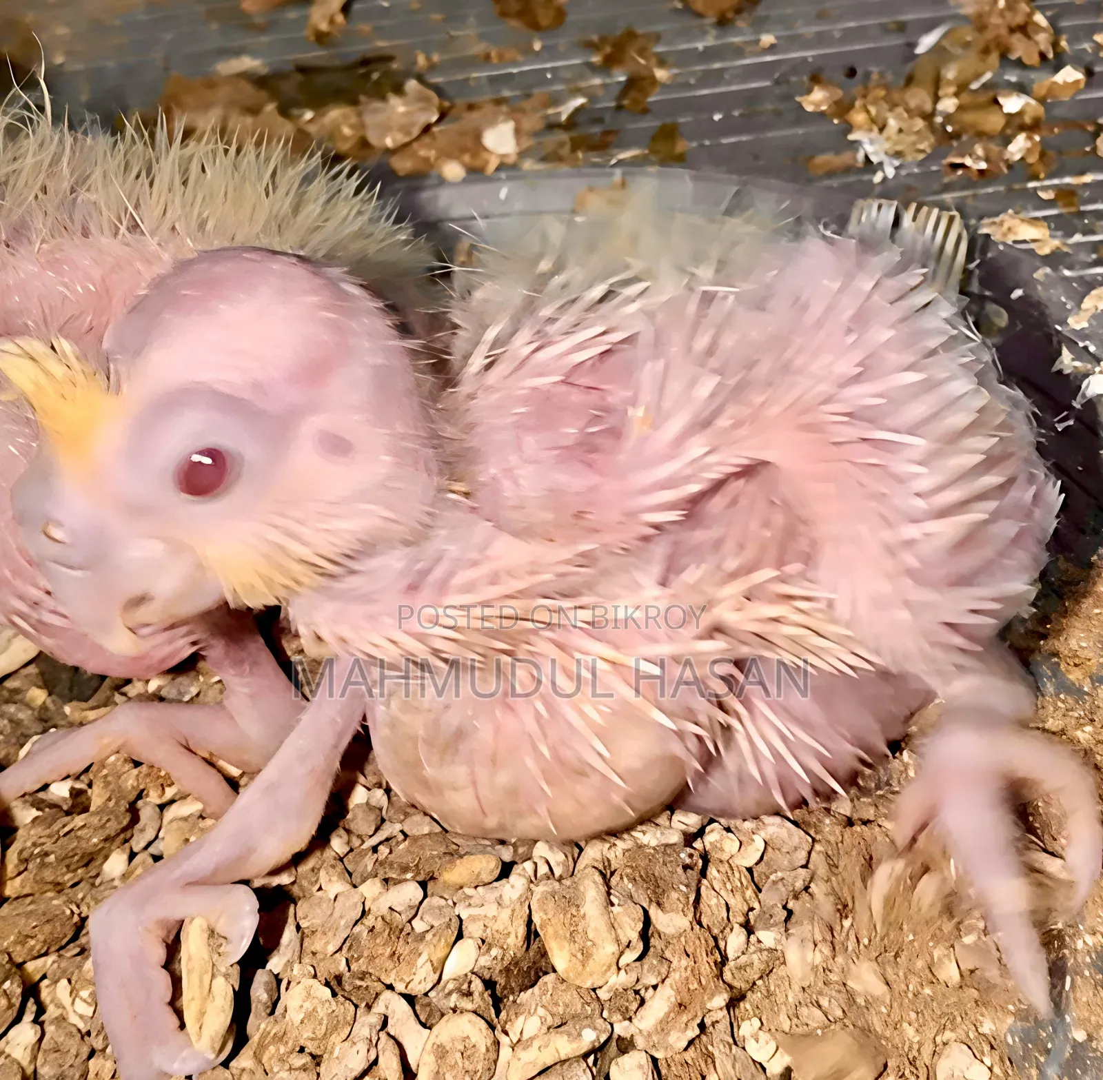 Lutino Red Eye Heavy Pearl Tame Size Hand Feeding Baby for Sale