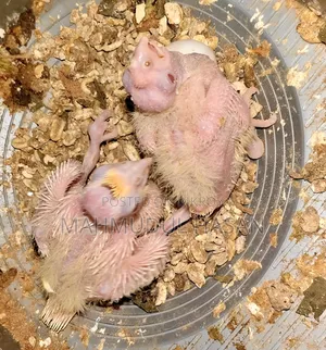 Lutino Red Eye Heavy Pearl Tame Size Hand Feeding Baby for Sale