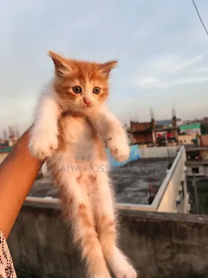 1-3 months Male Mixed Breed Persian