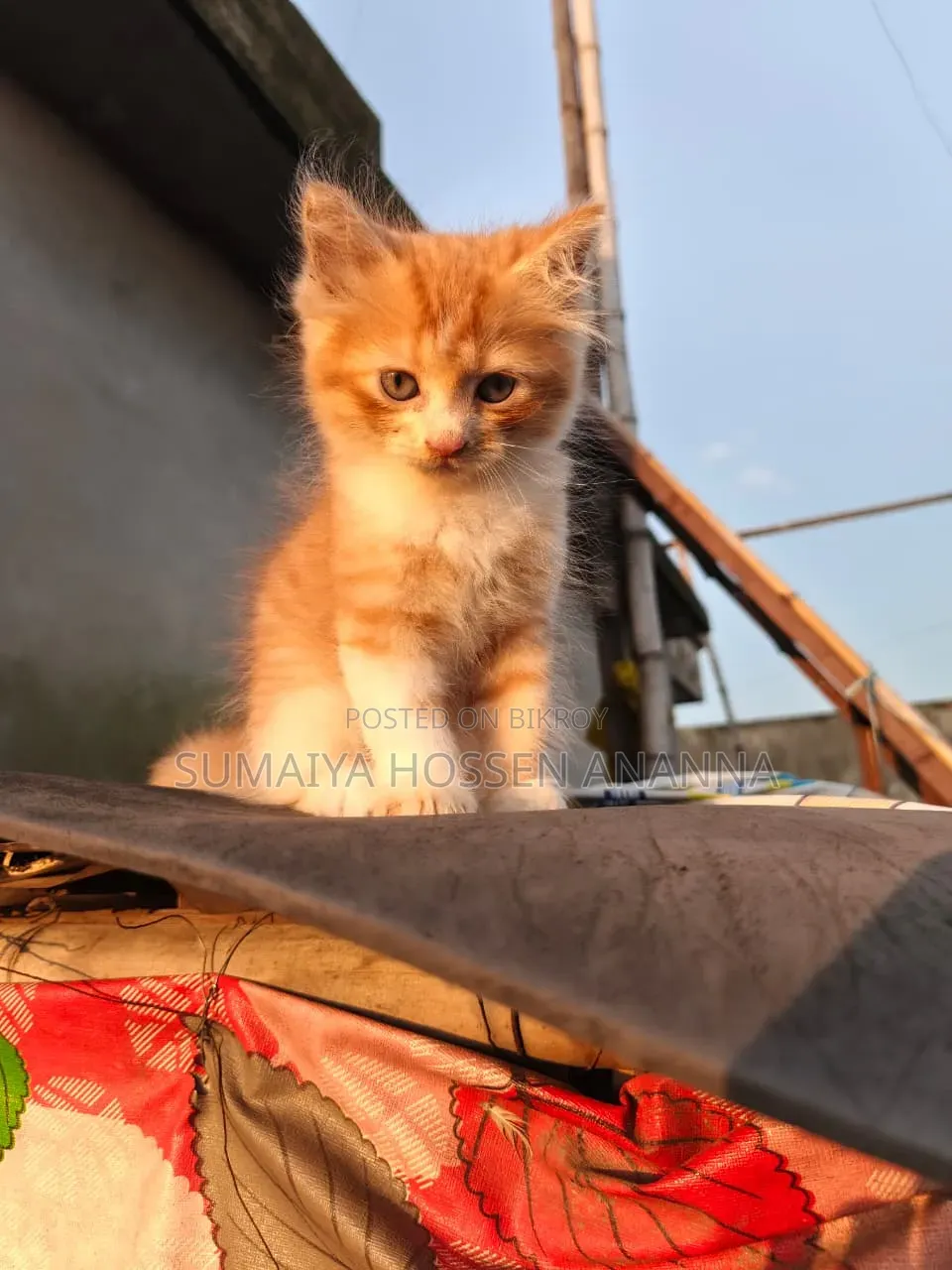 1-3 months Male Mixed Breed Persian