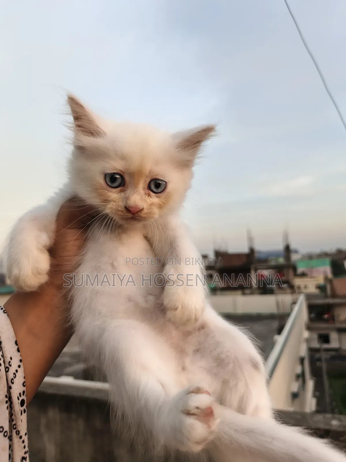 1-3 months Male Mixed Breed Persian