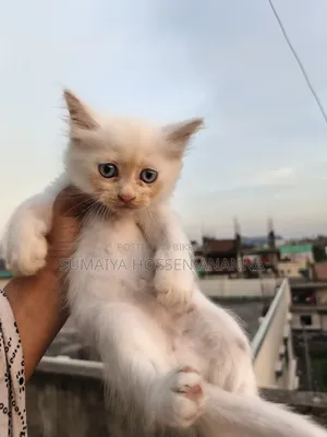 1-3 months Male Mixed Breed Persian
