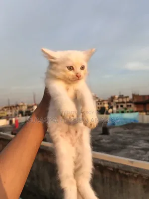 1-3 months Male Mixed Breed Persian