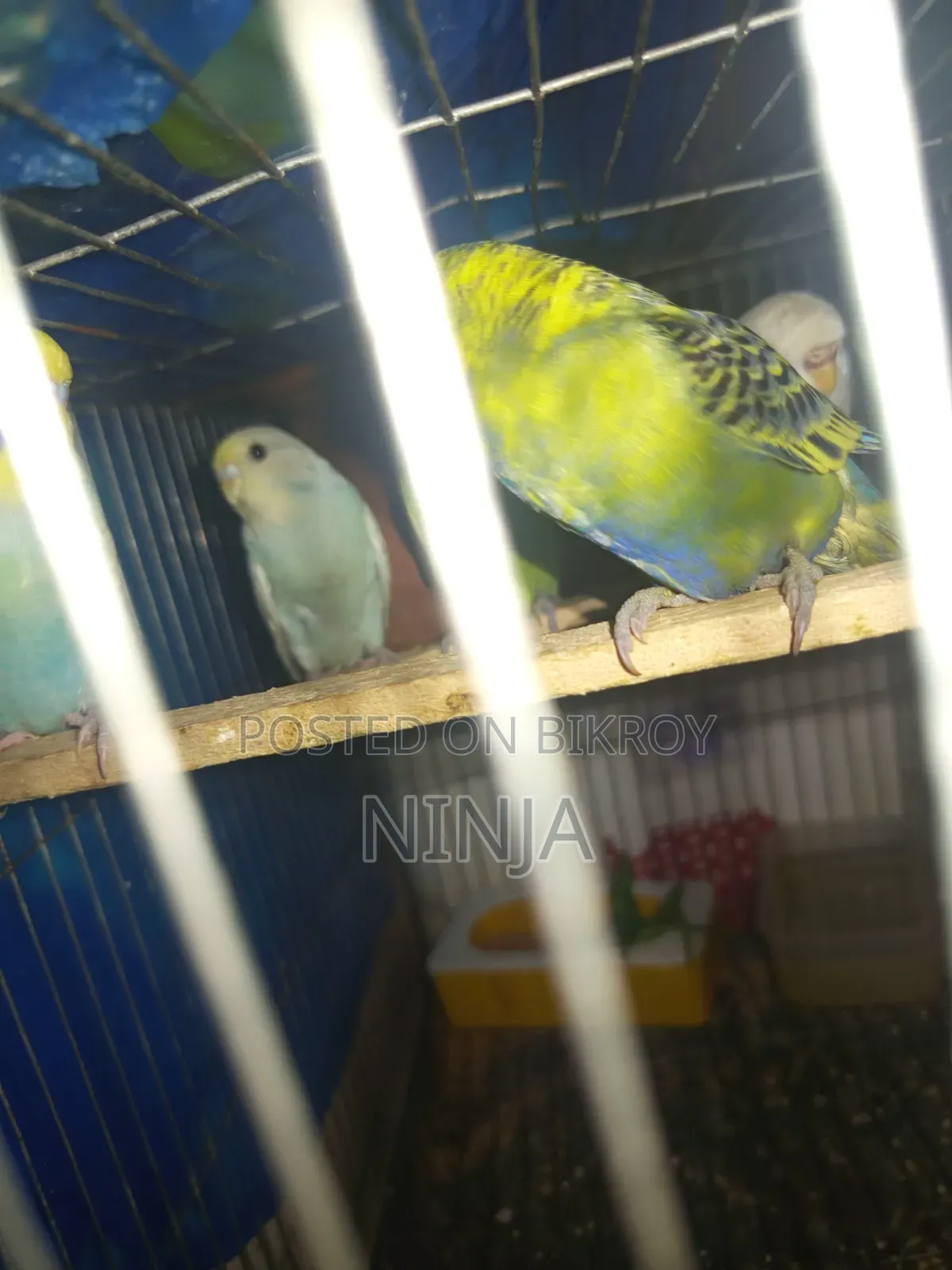 ২ টি রেইনবো বাজিগার ১ টি ক্লাসিক বাজিগার