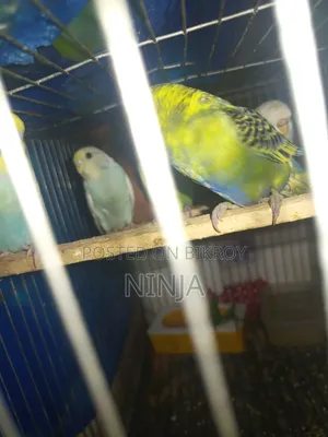 ২ টি রেইনবো বাজিগার ১ টি ক্লাসিক বাজিগার