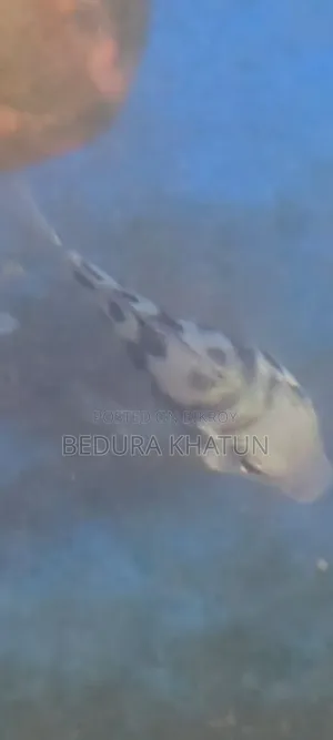 ৫জোড়া মোট ১১ পিছ বড়ো রানিং পেরট।