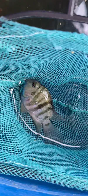 ৫জোড়া মোট ১১ পিছ বড়ো রানিং পেরট।