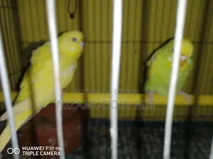 বাজিগর পাখি
