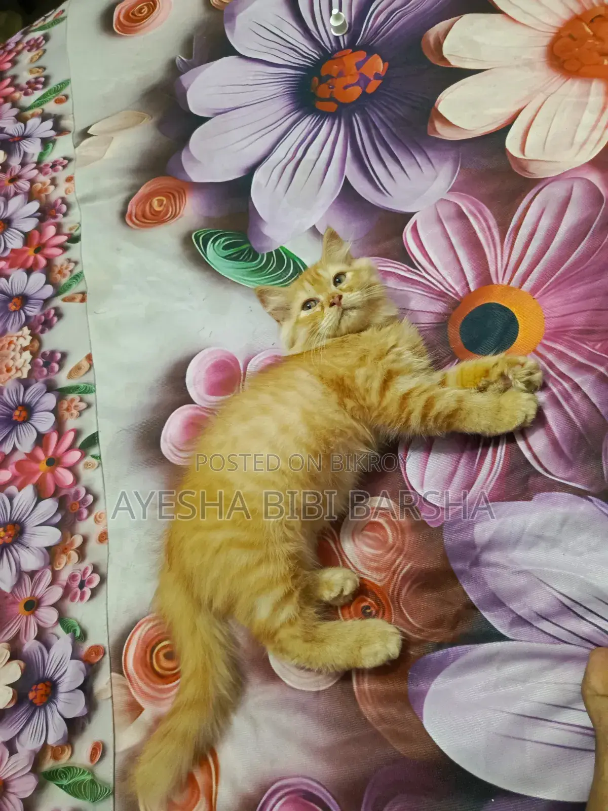 1-3 Months Female Purebred Persian