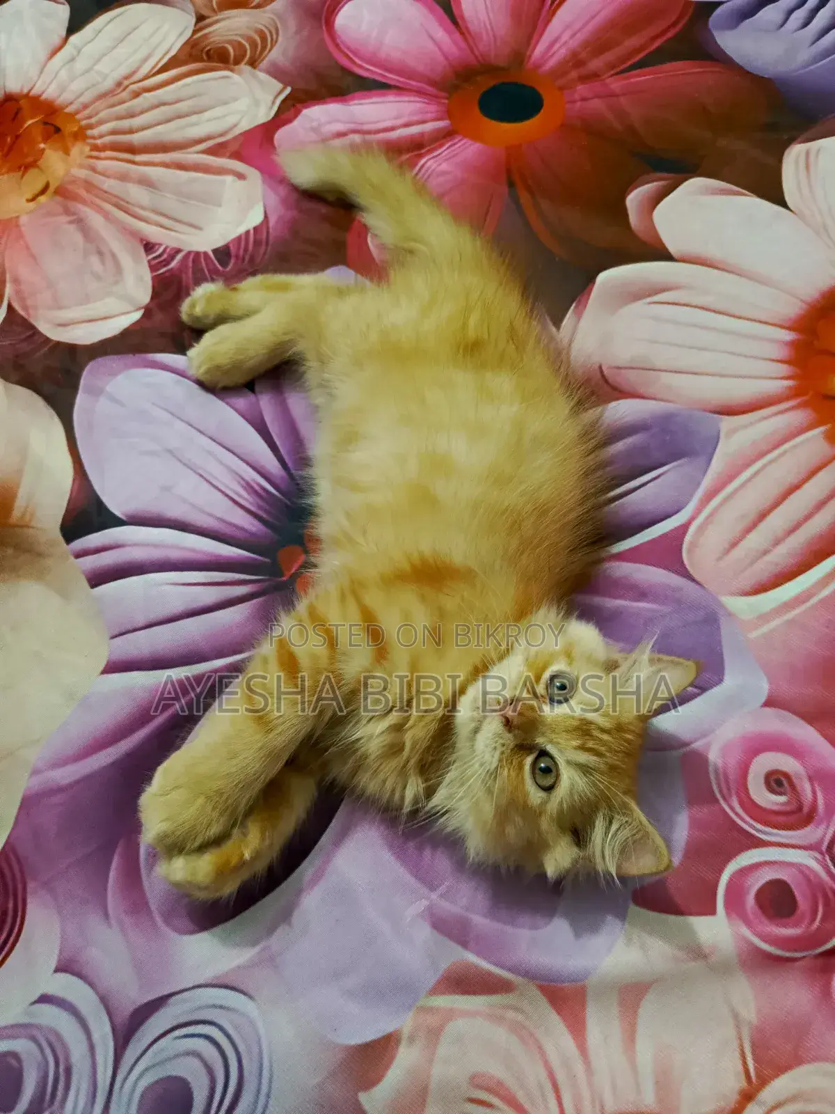 1-3 Months Female Purebred Persian