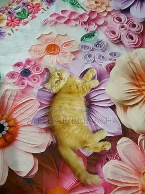 1-3 Months Female Purebred Persian
