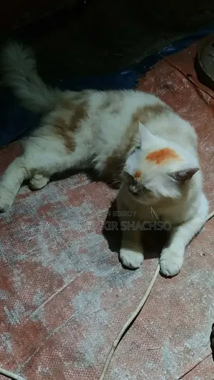 6-12 months Male Mixed Breed Persian