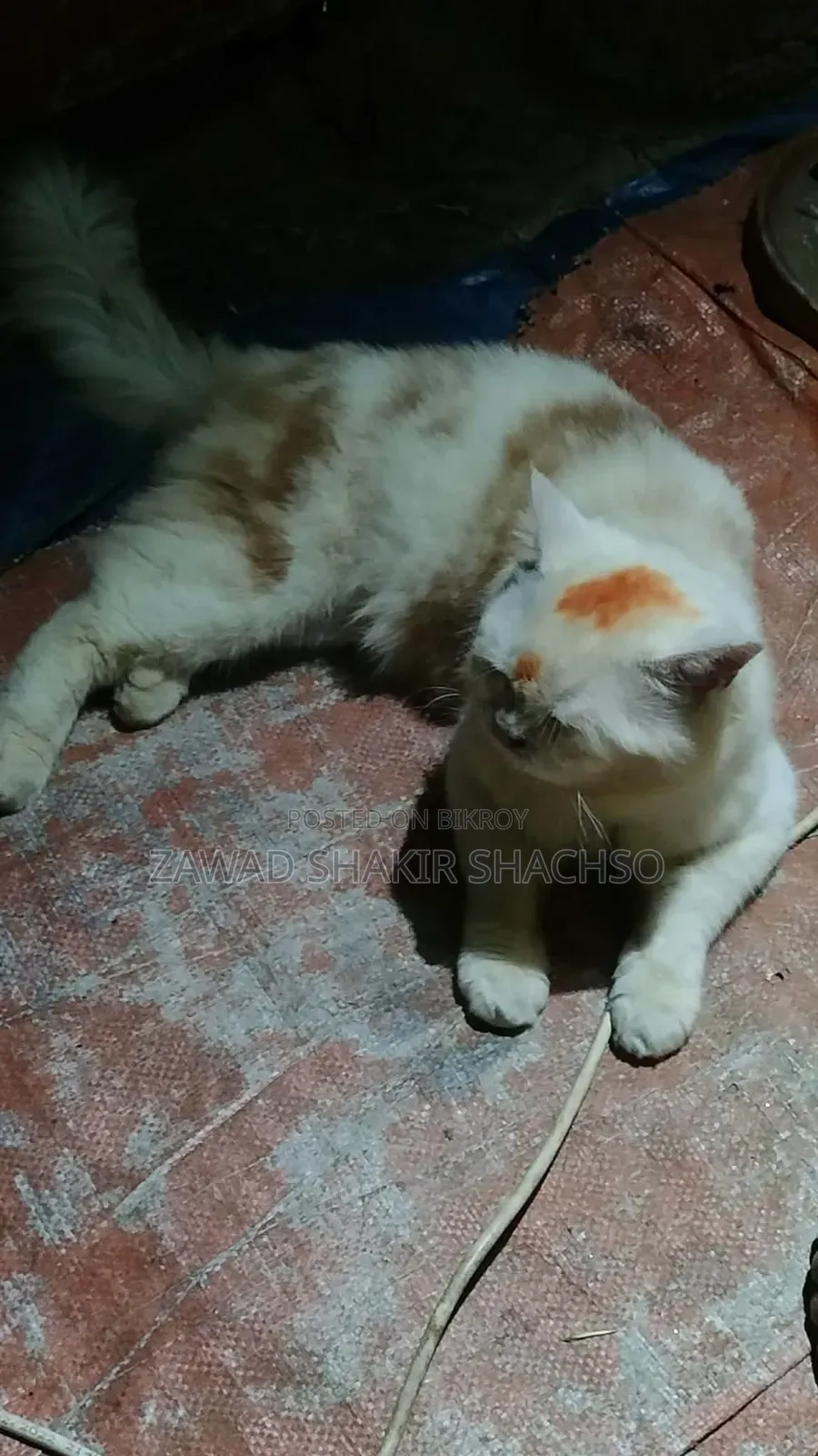 6-12 months Male Mixed Breed Persian