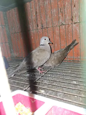 অস্ট্রেলিয়ান ঘুঘু পাখি